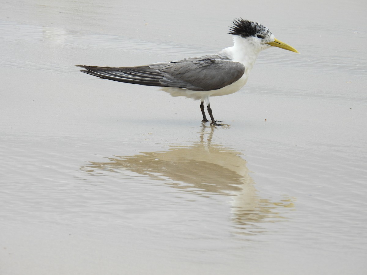 Great Crested Tern - ML614085392