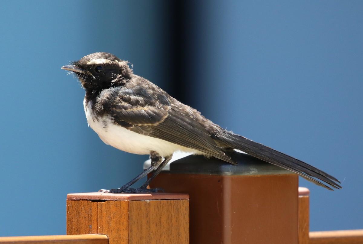 Willie-wagtail - ML614085420