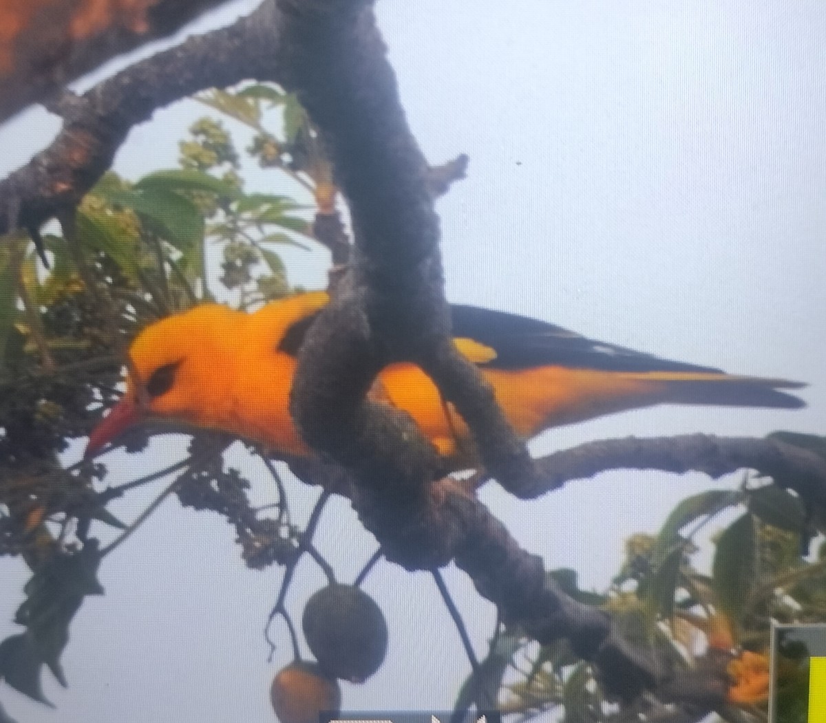 Indian Golden Oriole - ML614085538