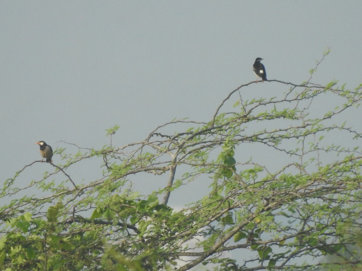 Indian Pied Starling - ML614085585