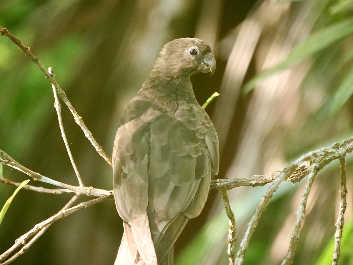 Seychelles Parrot - ML614085629