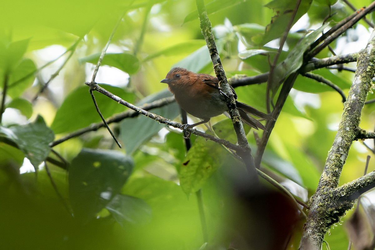 Chestnut-throated Spinetail - ML614085843