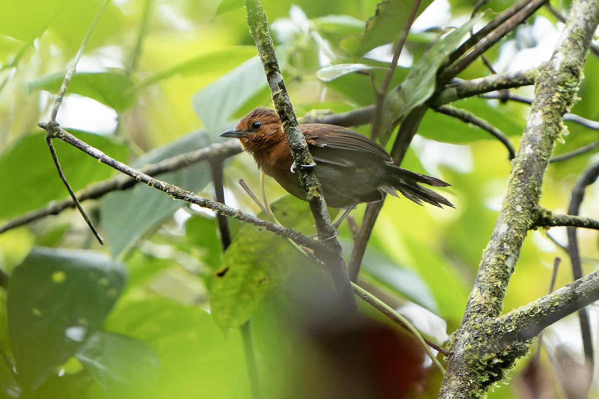 Chestnut-throated Spinetail - ML614085844