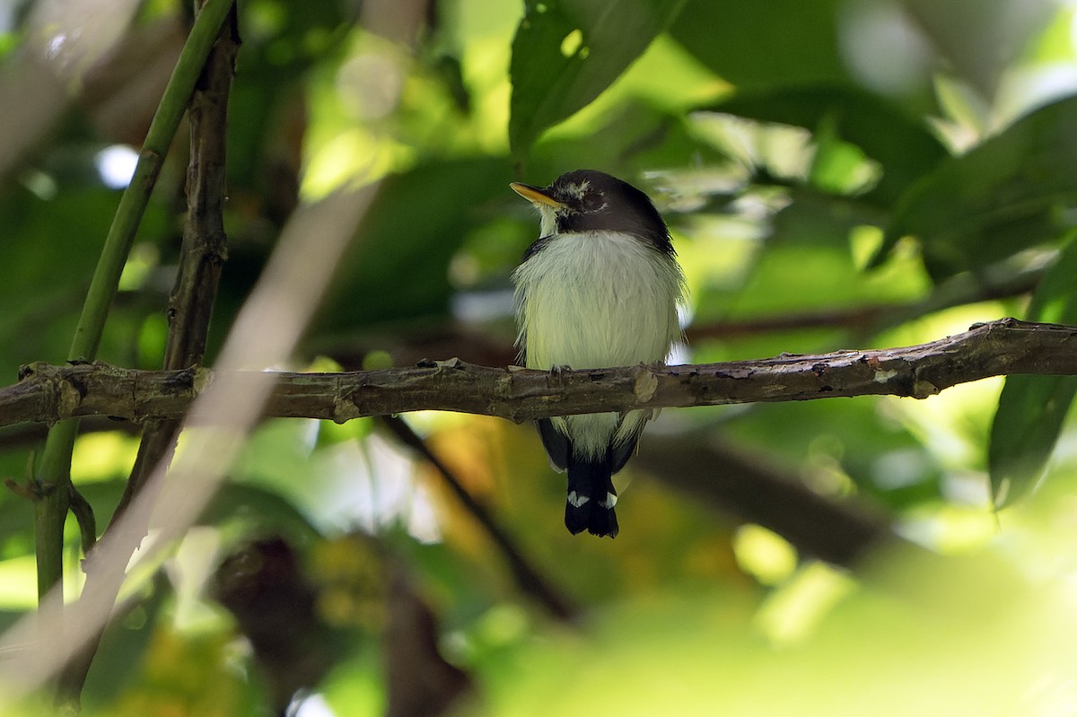 Black-and-white Tody-Flycatcher - Daniel López-Velasco | Ornis Birding Expeditions