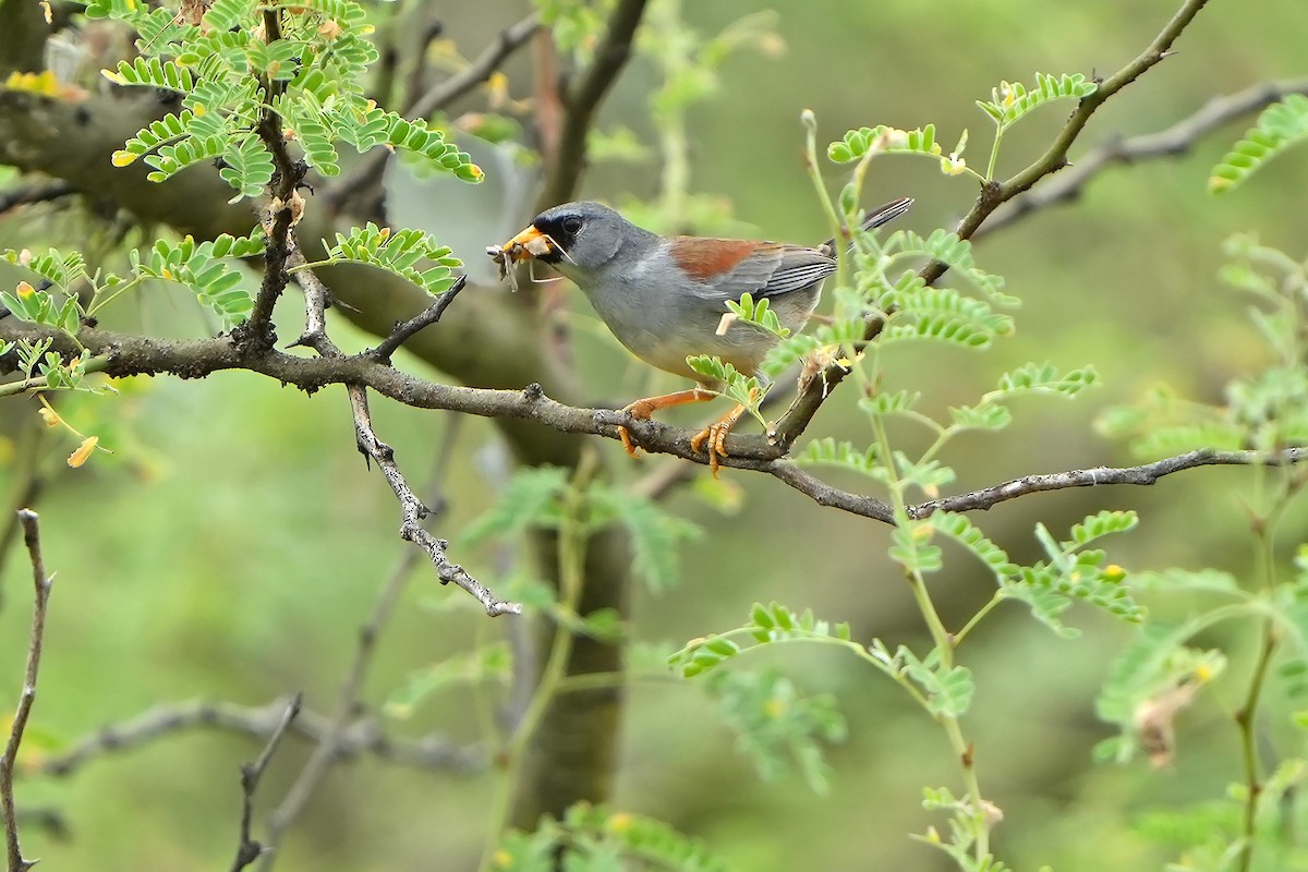 Little Inca-Finch - Daniel López-Velasco | Ornis Birding Expeditions