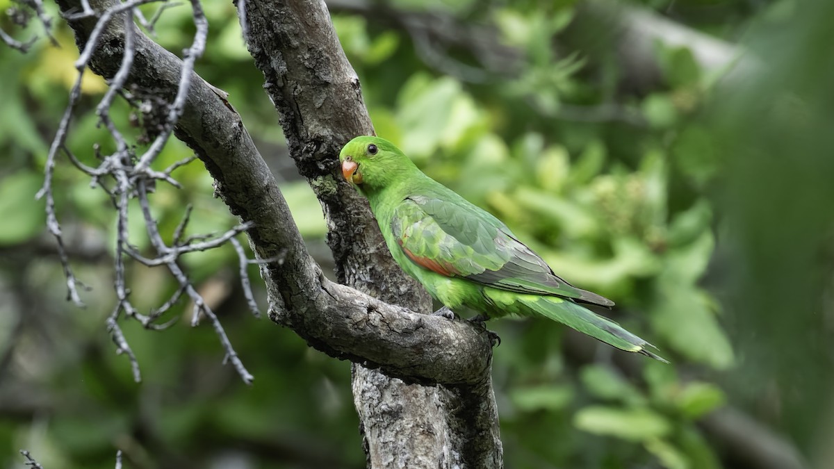 Red-winged Parrot - ML614085986