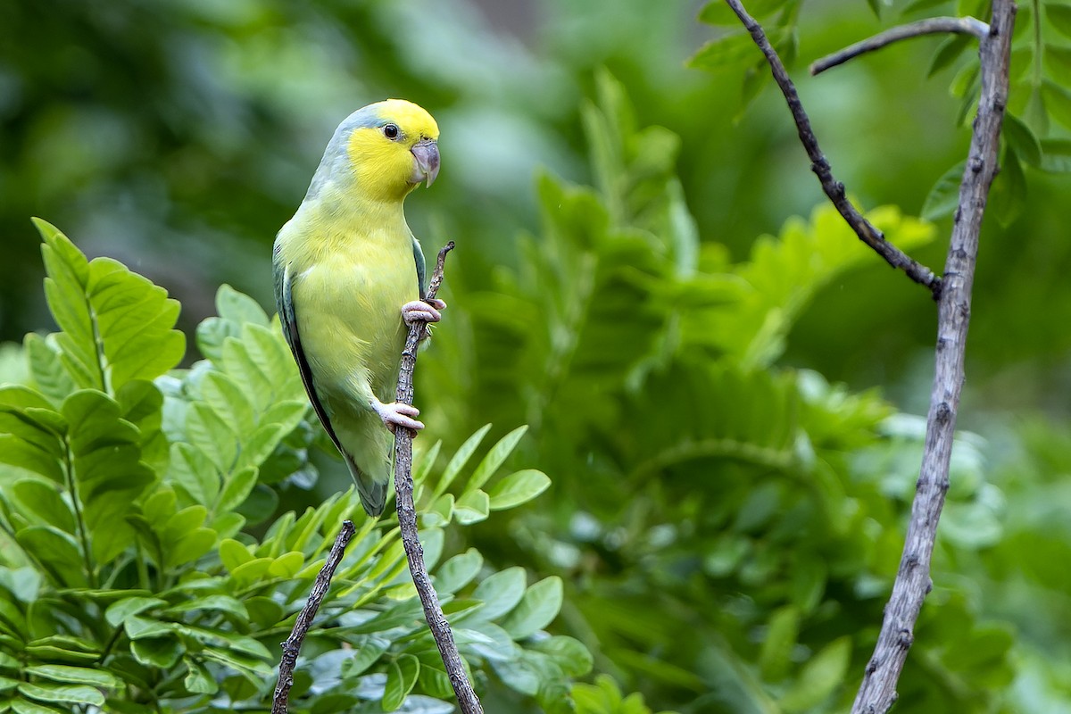 Sarı Kulaklı Serçe Papağanı - ML614086184