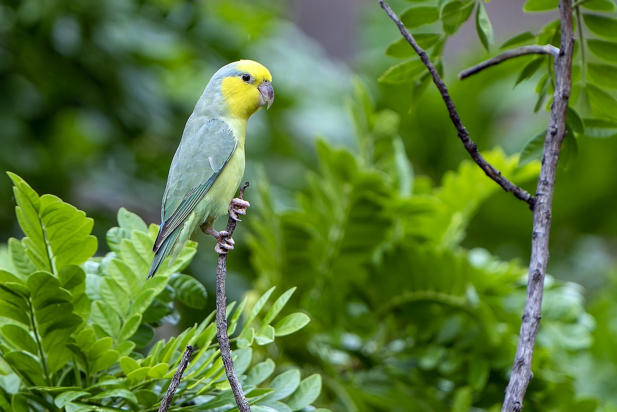 papoušíček žlutolící - ML614086185