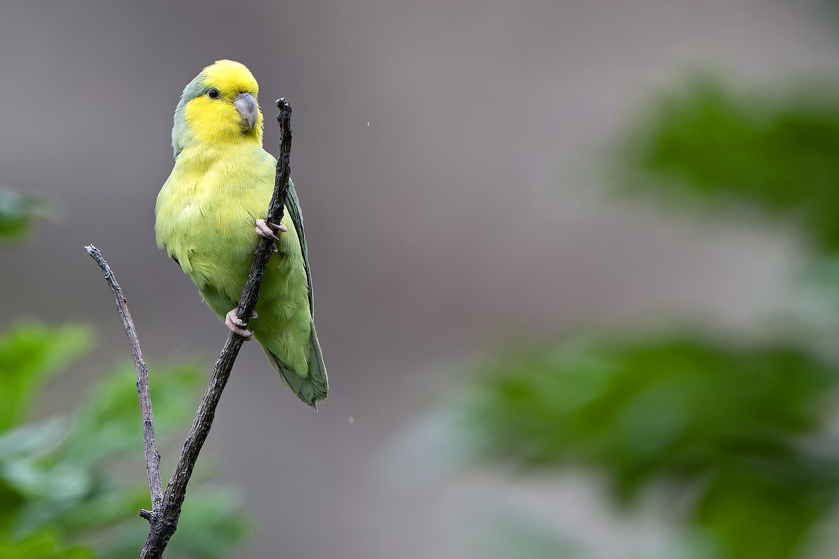 Yellow-faced Parrotlet - ML614086186