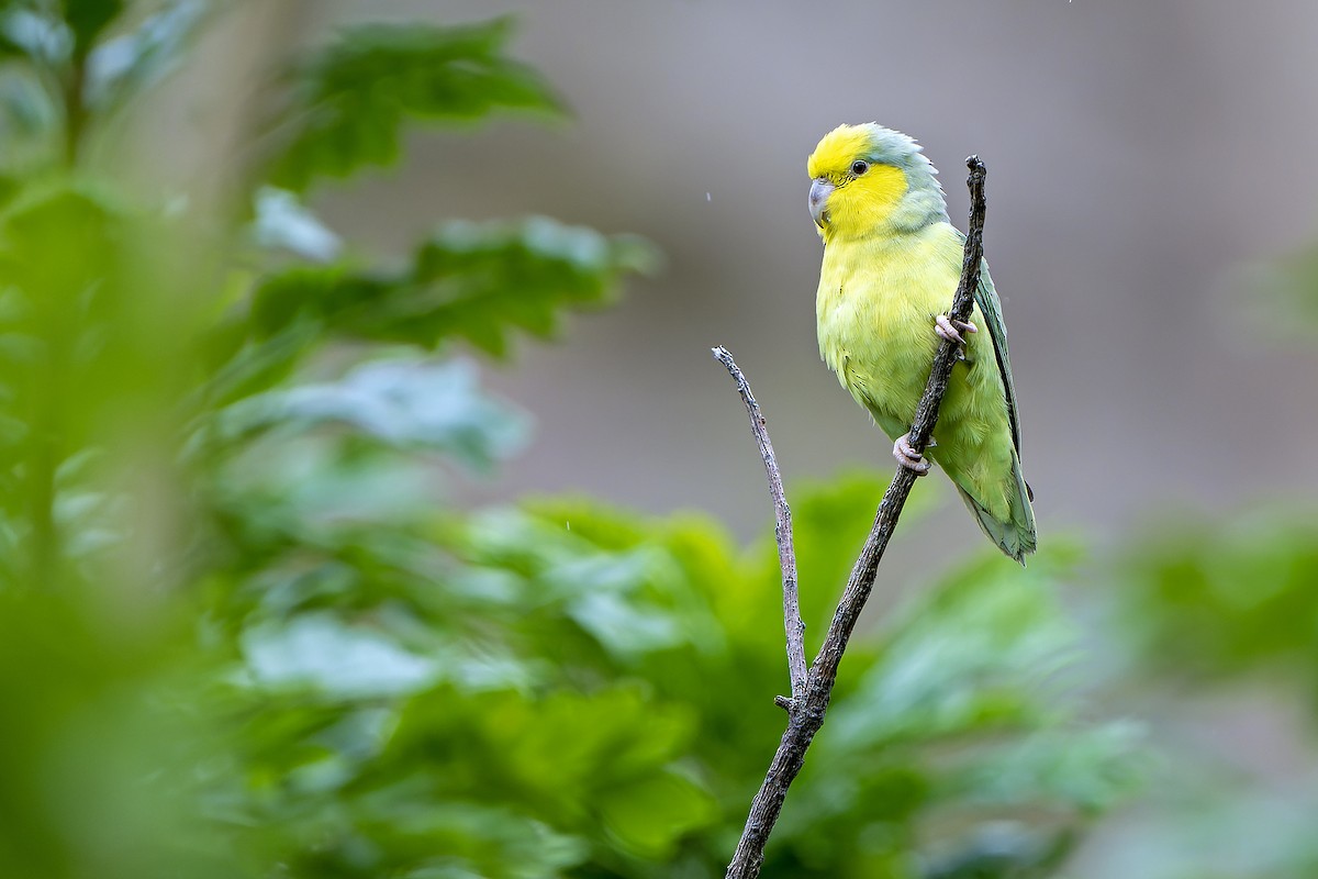 Sarı Kulaklı Serçe Papağanı - ML614086187