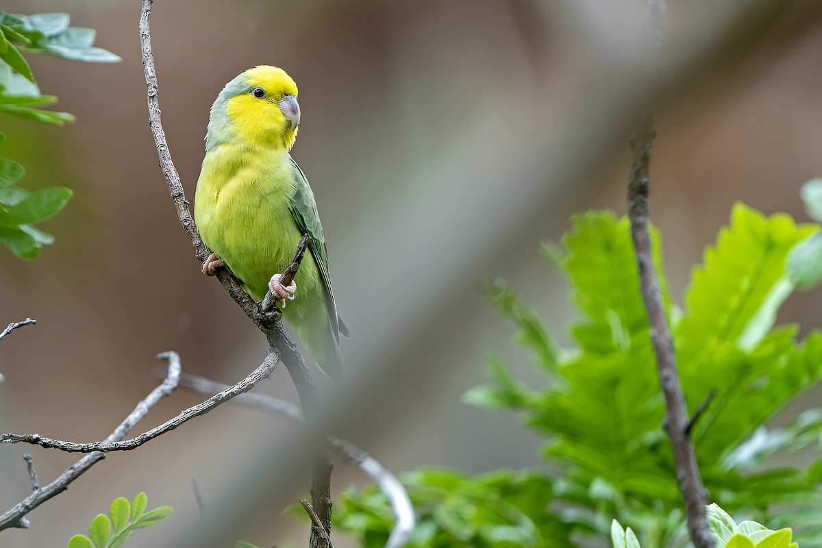 Sarı Kulaklı Serçe Papağanı - ML614086188