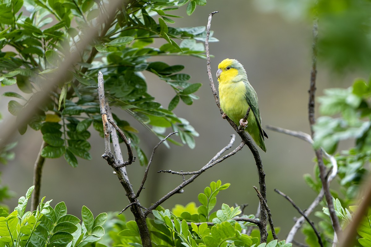 Sarı Kulaklı Serçe Papağanı - ML614086189