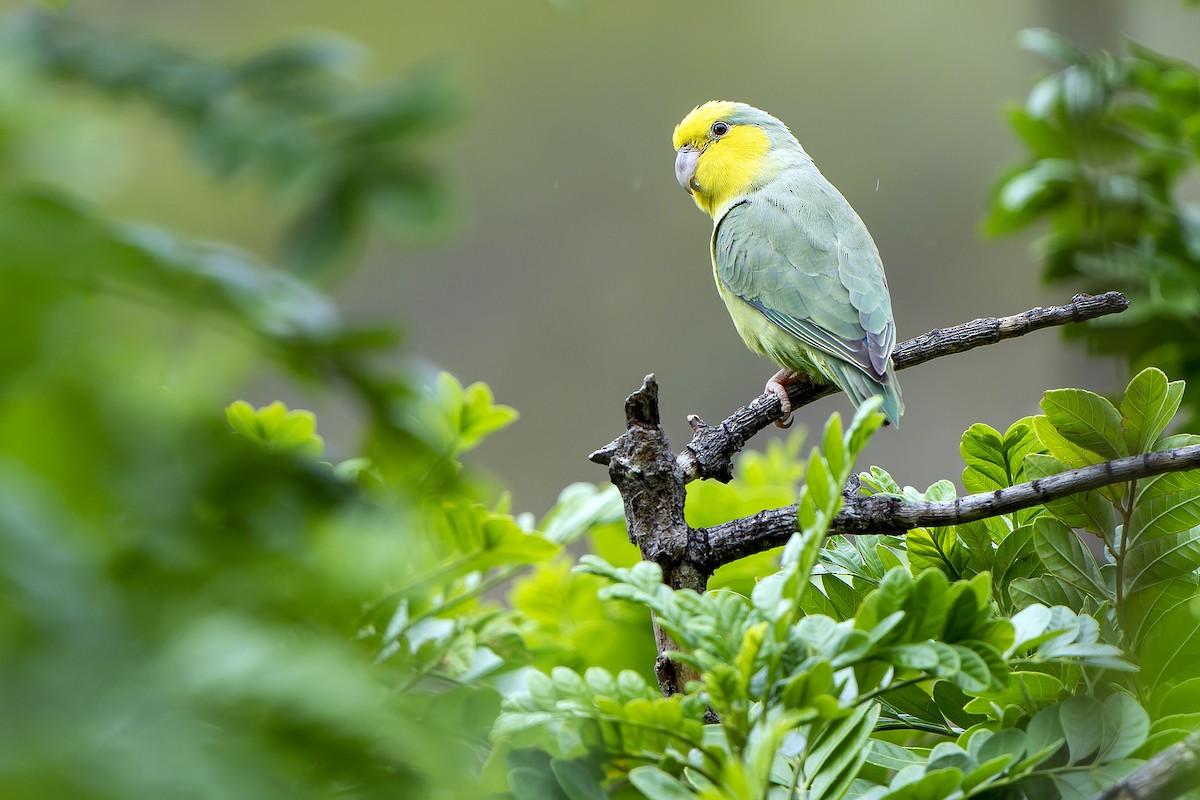 Sarı Kulaklı Serçe Papağanı - ML614086190