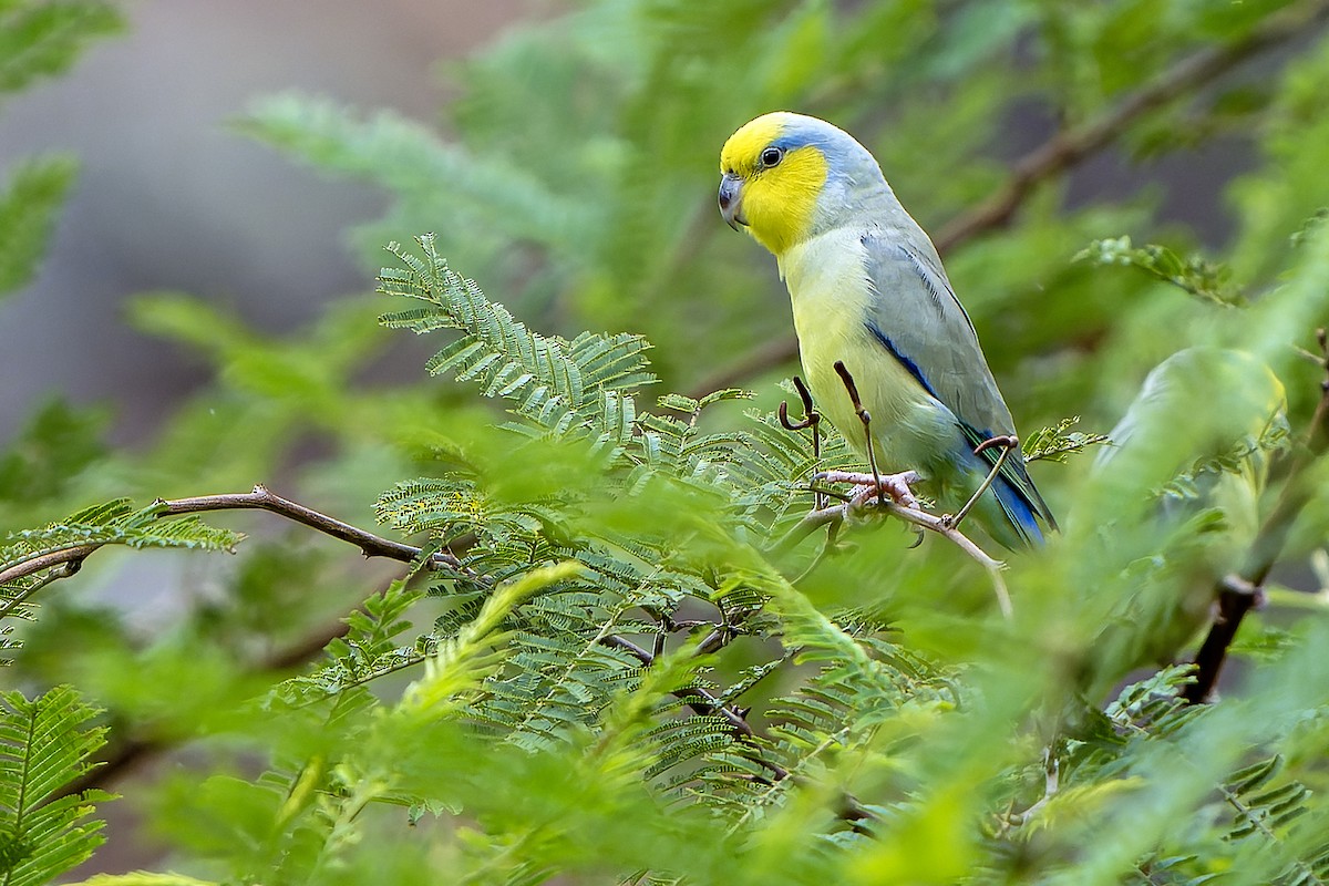 Sarı Kulaklı Serçe Papağanı - ML614086192