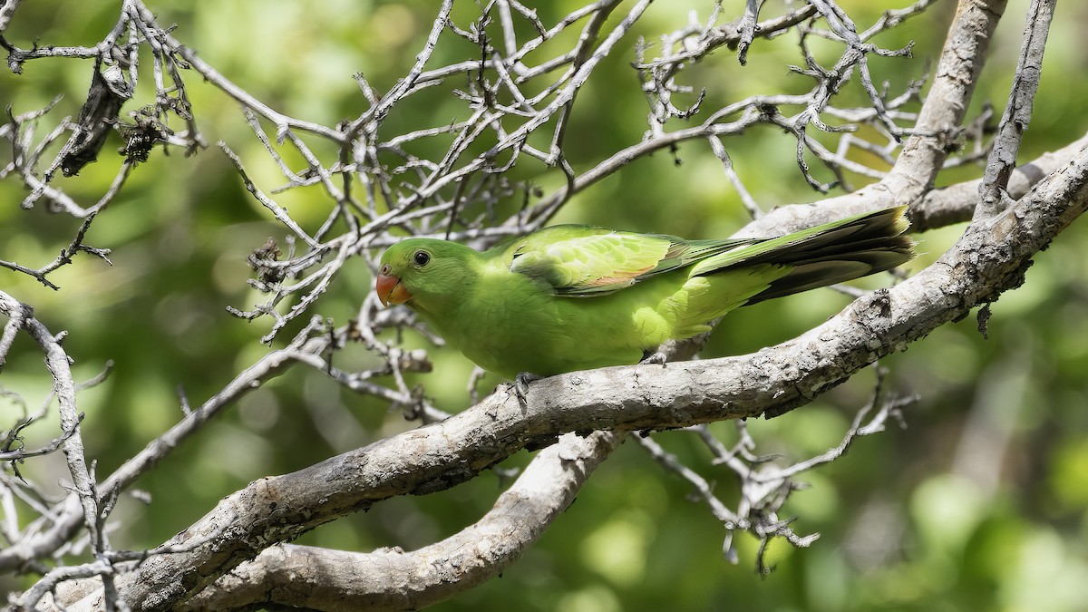 Red-winged Parrot - ML614086194