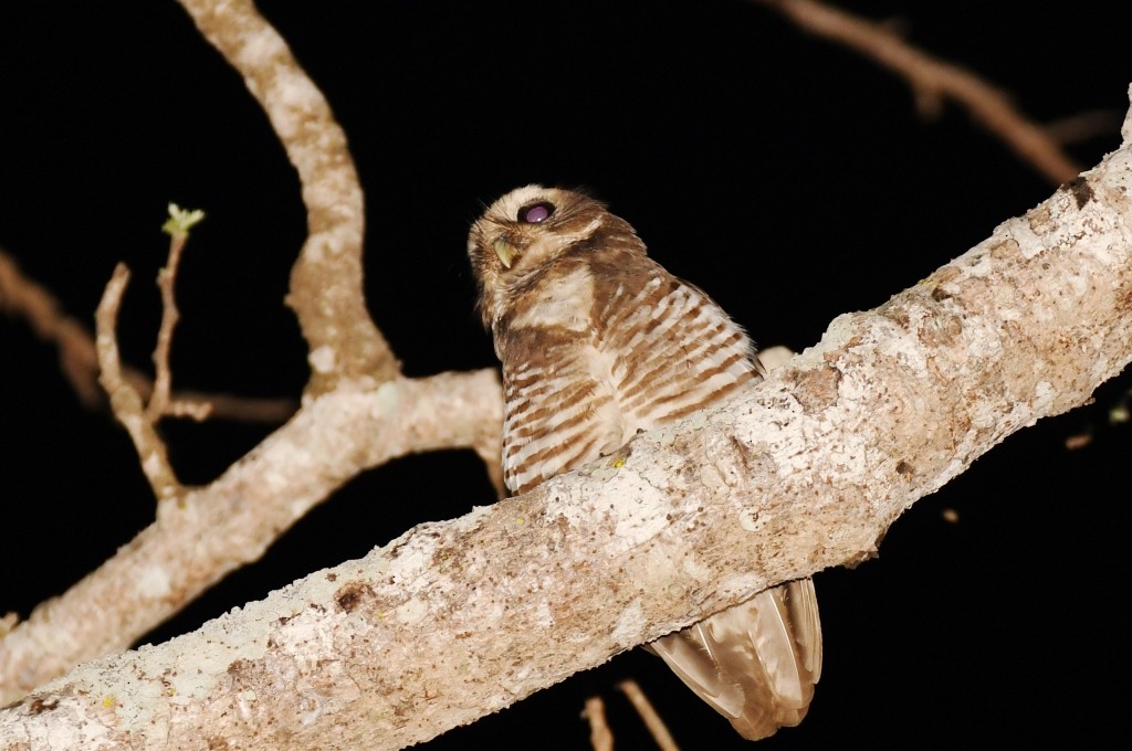 White-browed Owl - ML614086205