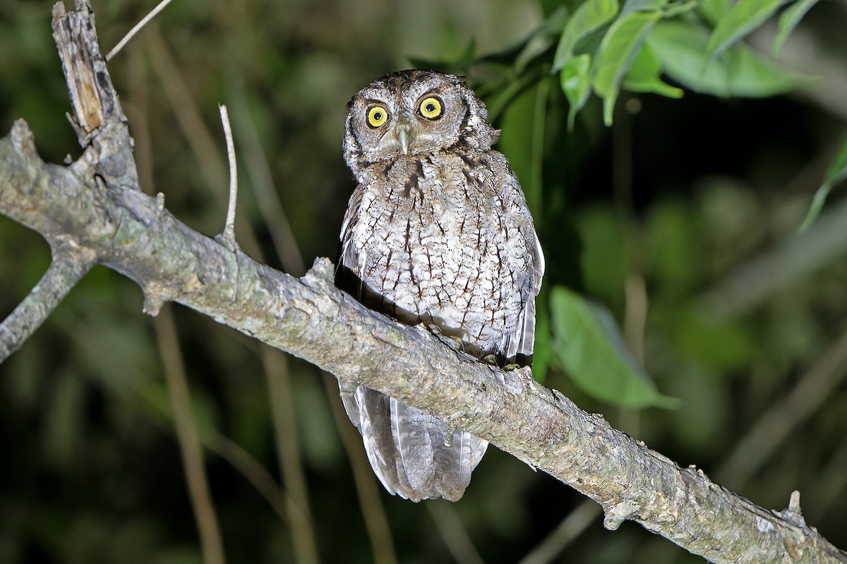Peruvian Screech-Owl - ML614086222