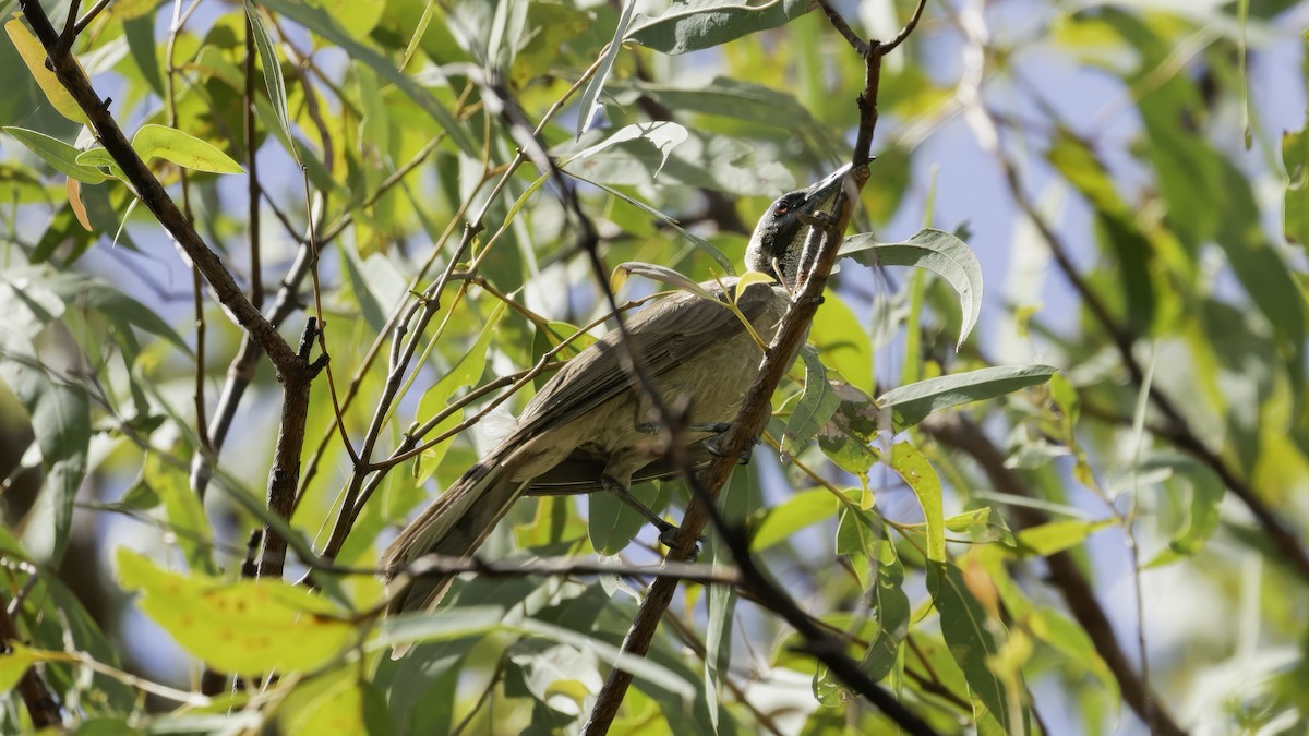 Helmeted Friarbird (Arnhem Land) - ML614086261