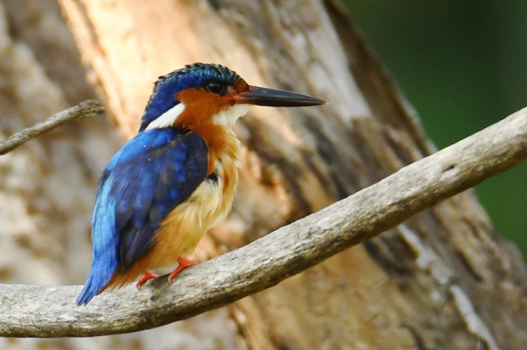 Malagasy Kingfisher - ML614086343
