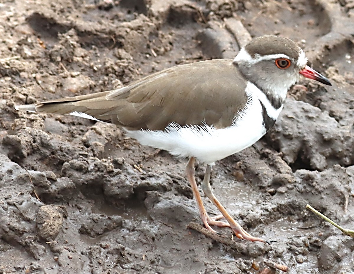 Three-banded Plover - ML614086549