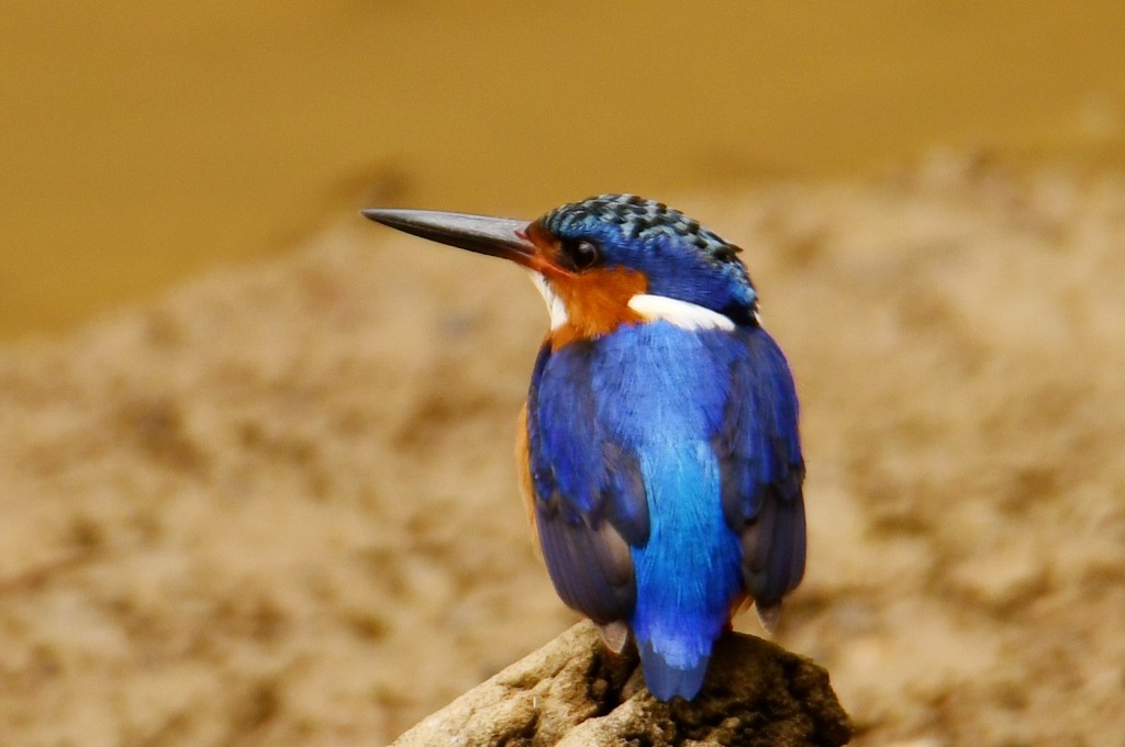 Malagasy Kingfisher - ML614086566