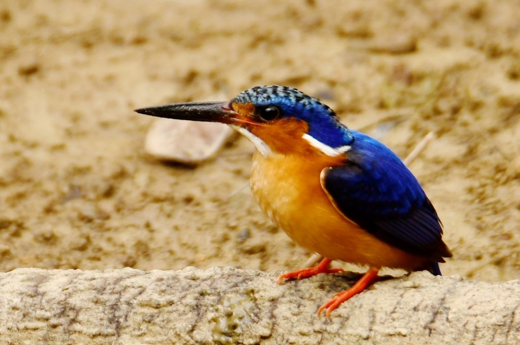 Malagasy Kingfisher - ML614086567