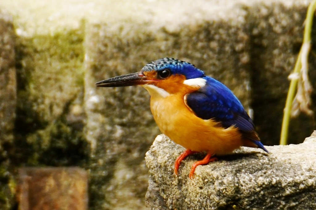 Malagasy Kingfisher - ML614086568