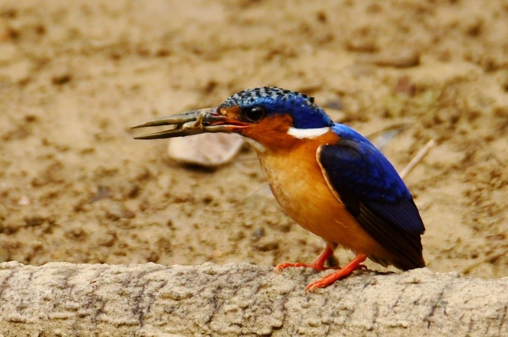 Malagasy Kingfisher - ML614086569