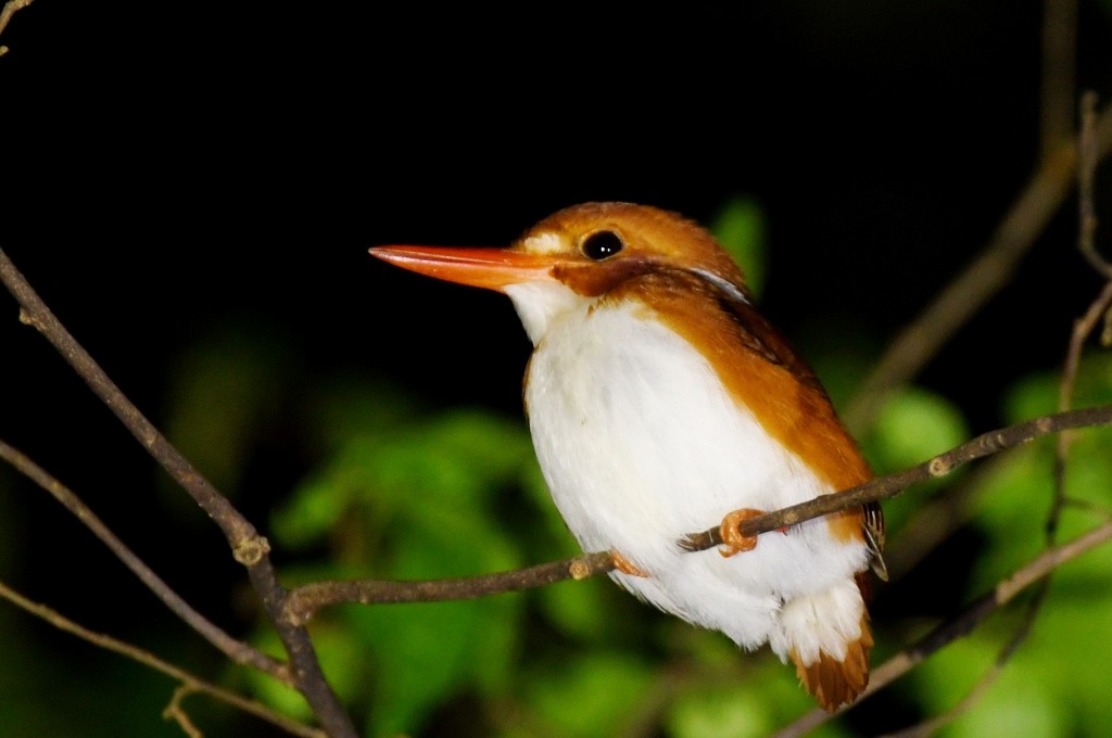 Madagascar Pygmy Kingfisher - ML614086622