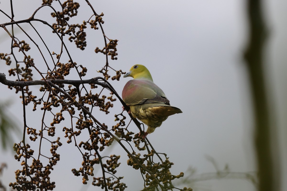Wedge-tailed Green-Pigeon - ML614086647