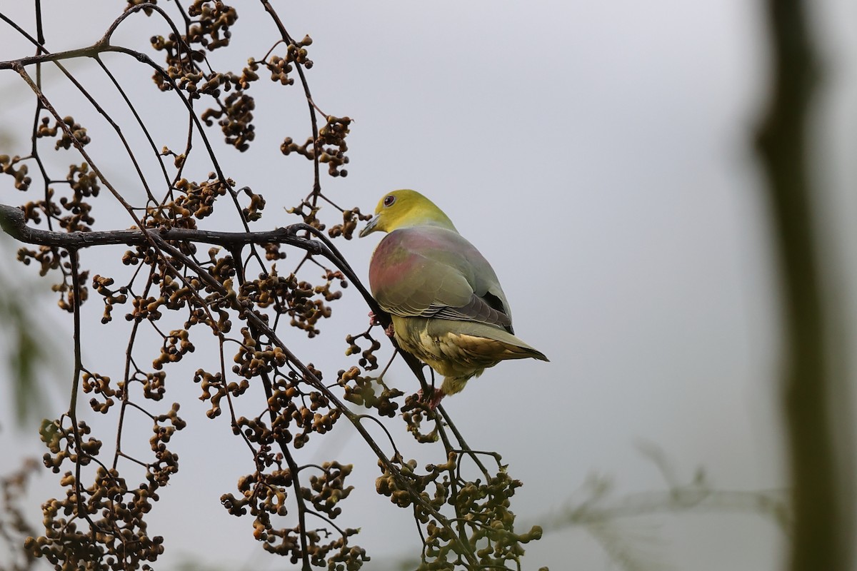 Wedge-tailed Green-Pigeon - ML614086648