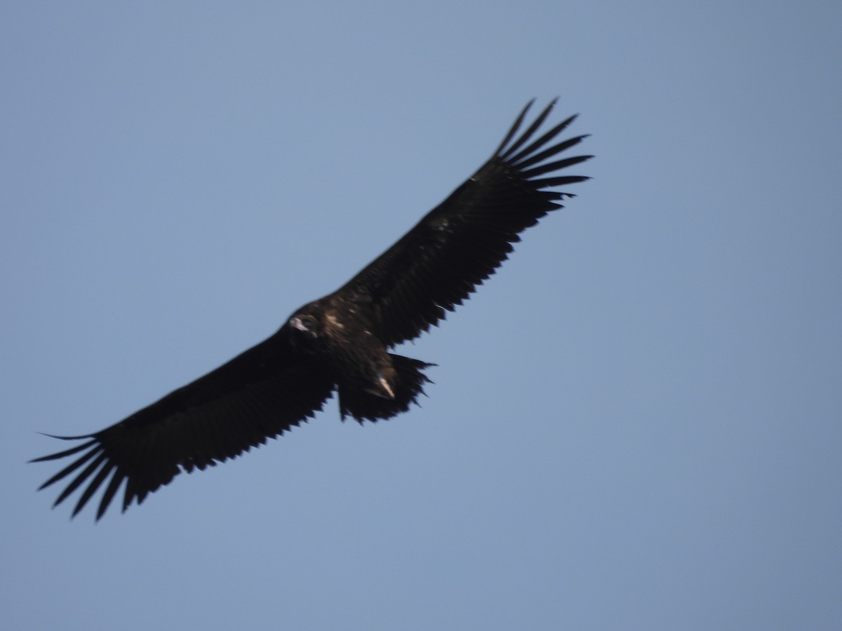 Cinereous Vulture - ML614086727