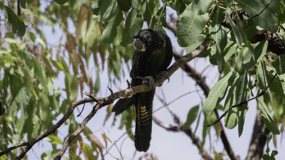 Red-tailed Black-Cockatoo - ML614086825