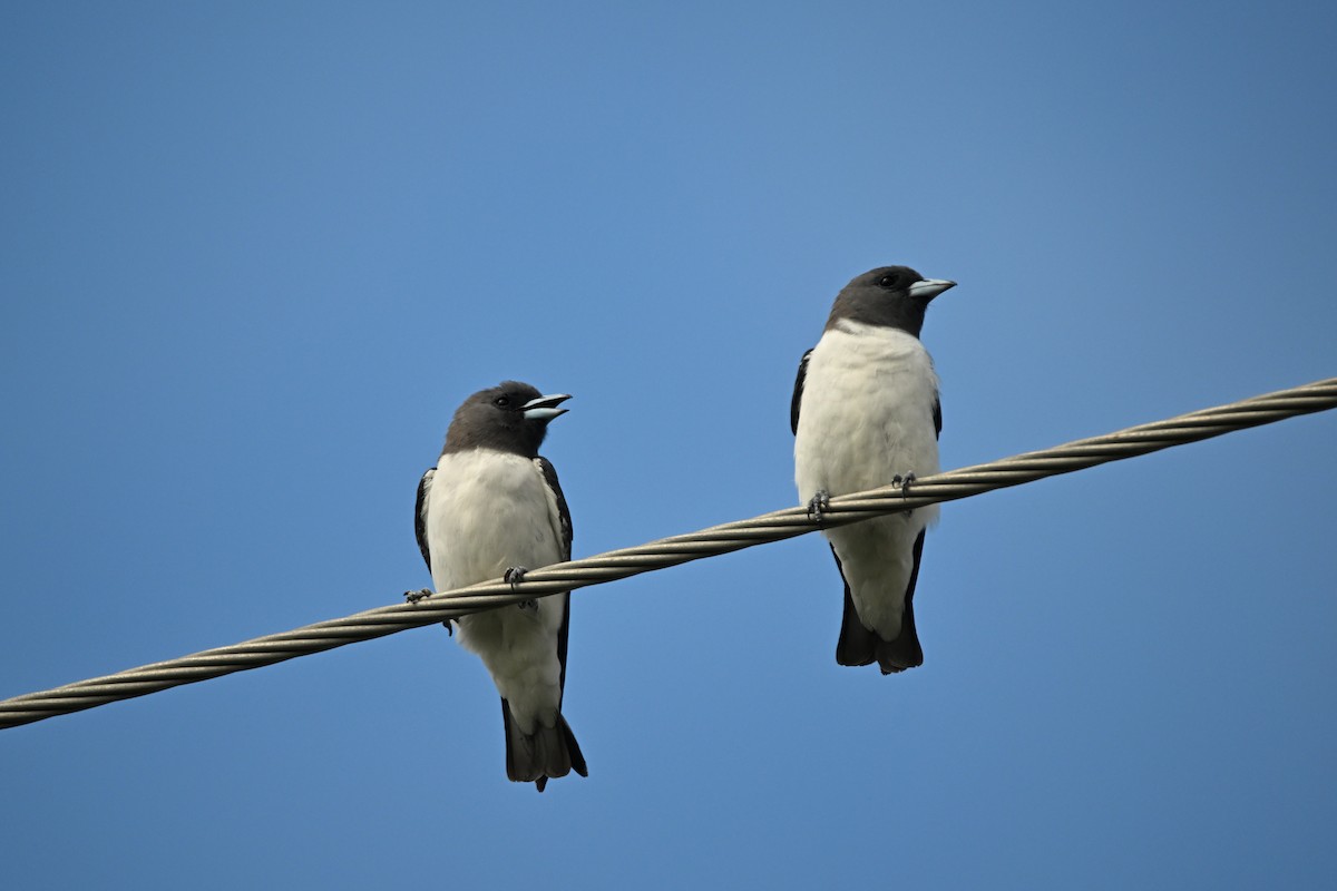 White-breasted Woodswallow - ML614086916
