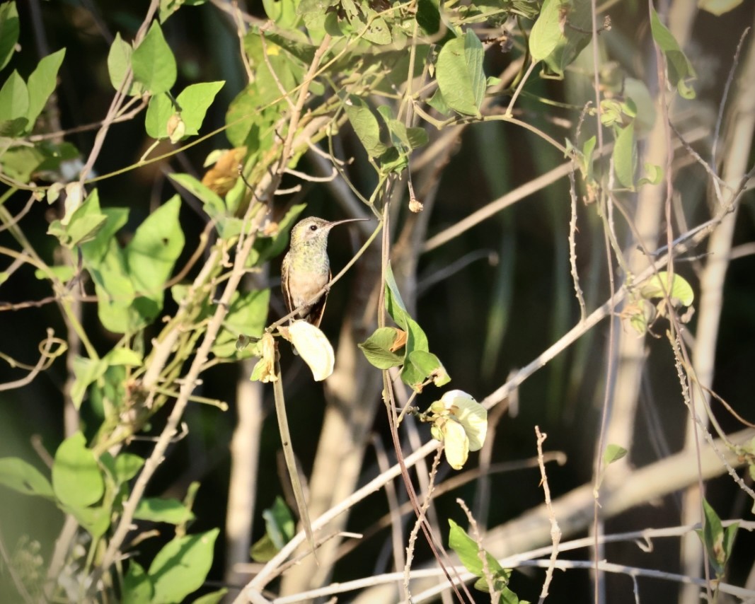 White-tailed Goldenthroat - ML614087028