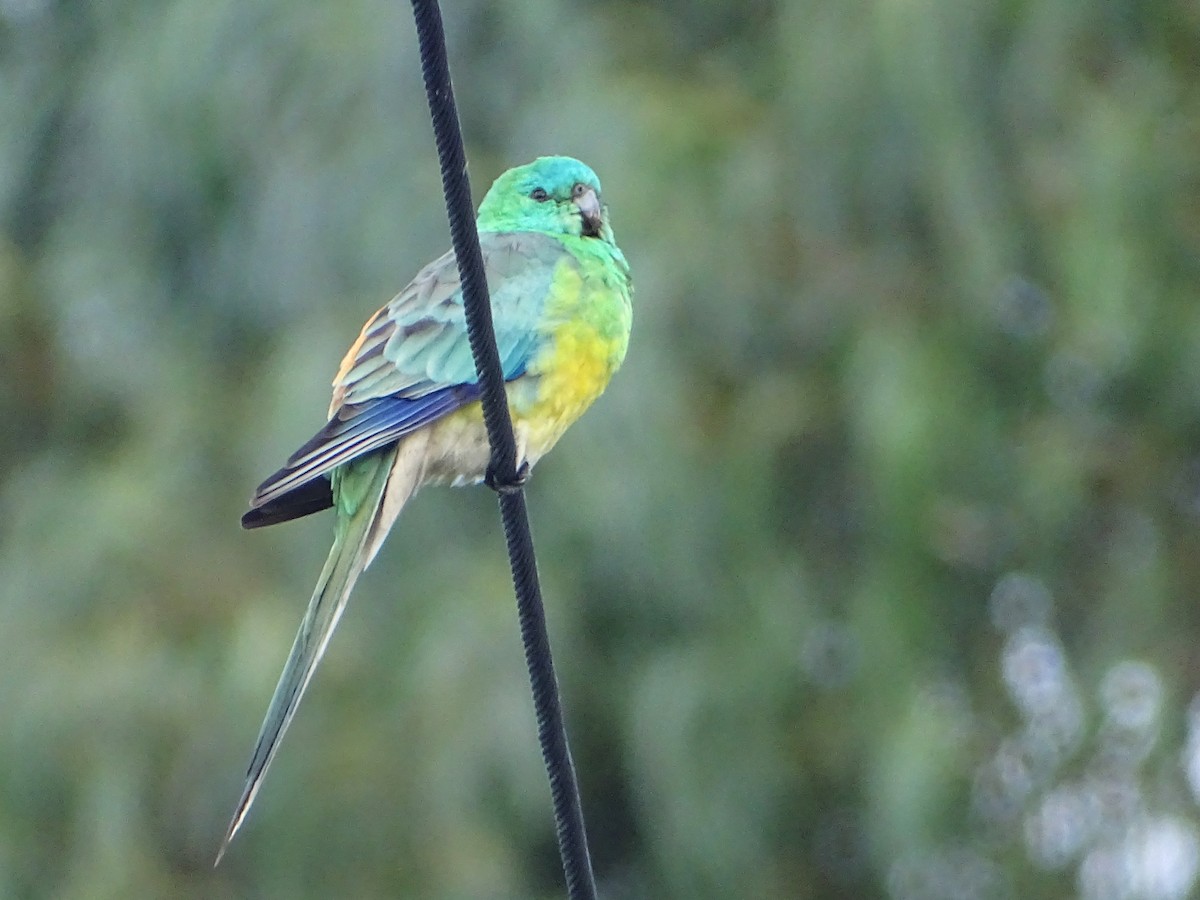 Red-rumped Parrot - ML614087174