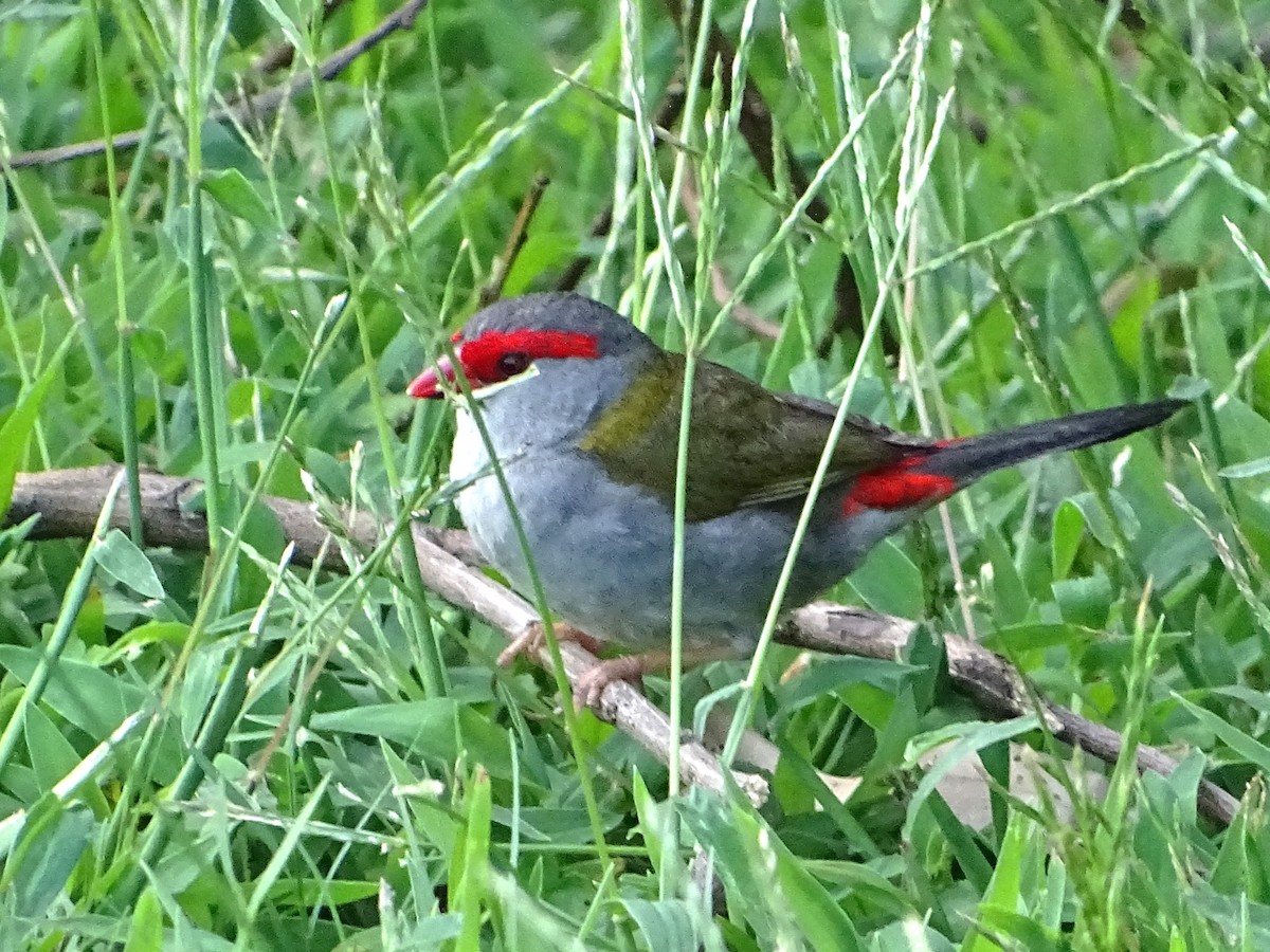 Red-browed Firetail - ML614087195