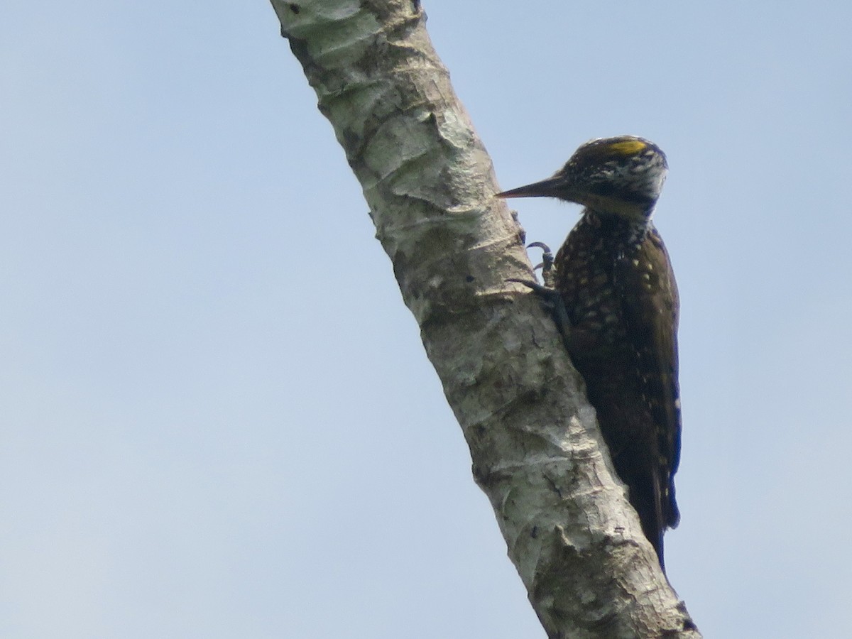 Golden-crowned Woodpecker - ML614087216