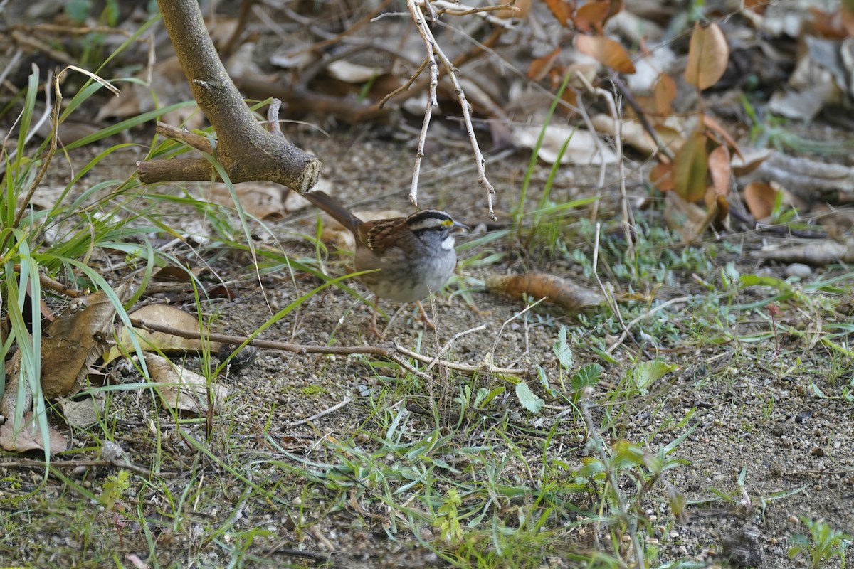 White-throated Sparrow - ML614087600