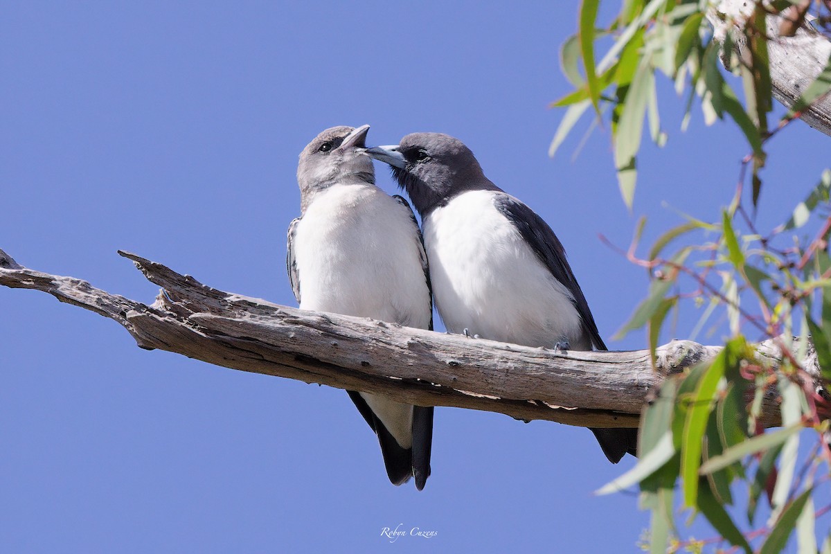 White-breasted Woodswallow - Robyn Cuzens