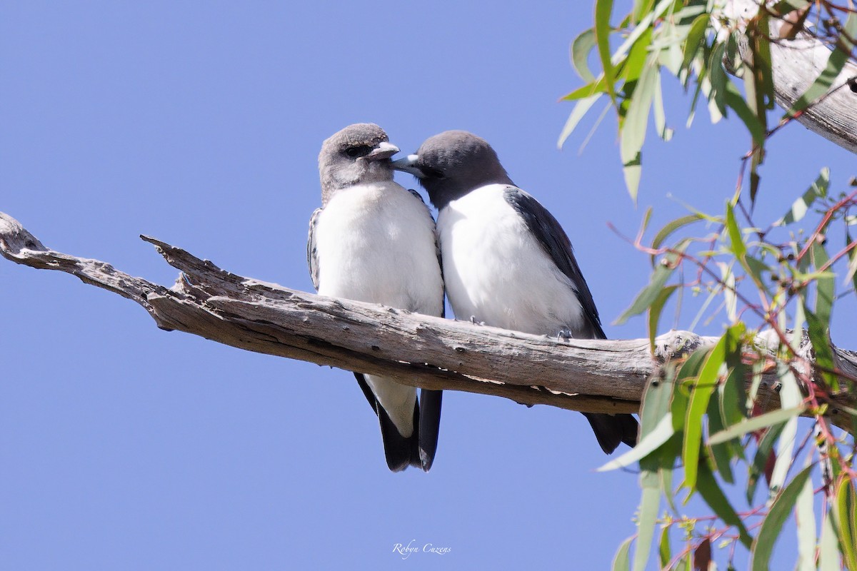 White-breasted Woodswallow - ML614087712