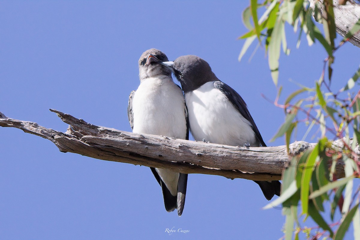 White-breasted Woodswallow - Robyn Cuzens