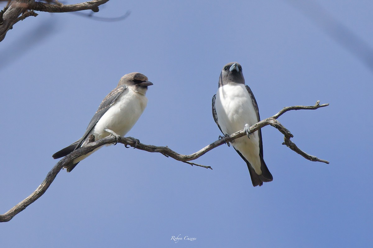 White-breasted Woodswallow - ML614087715