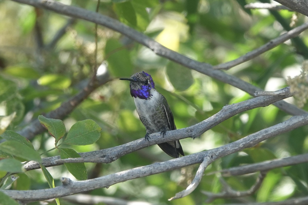Costa's Hummingbird - ML614087777