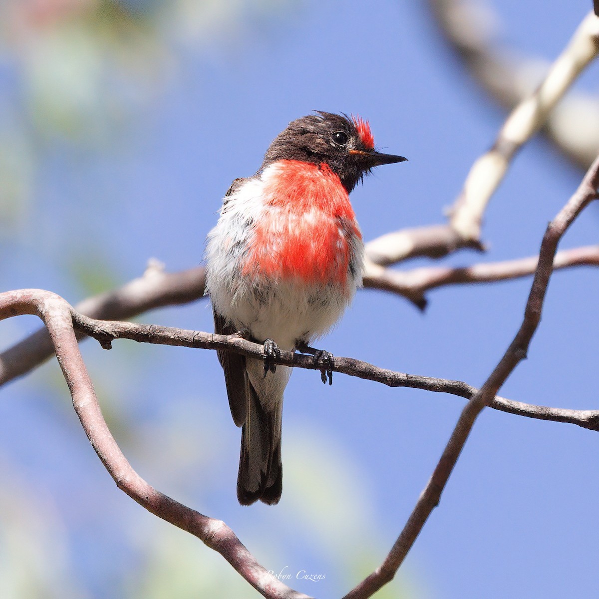 Red-capped Robin - ML614087864