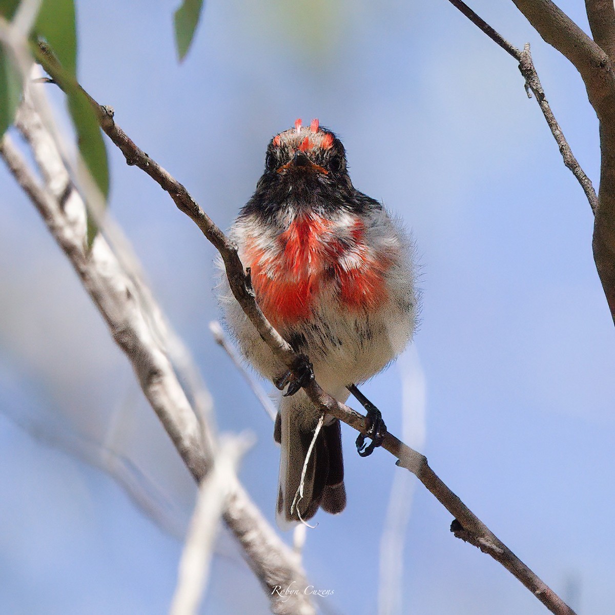 Red-capped Robin - Robyn Cuzens