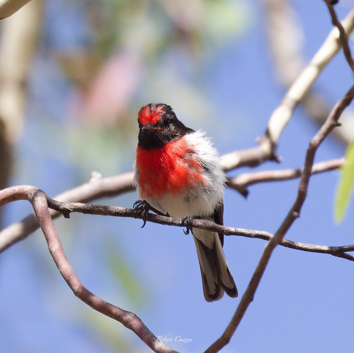 Red-capped Robin - ML614087866