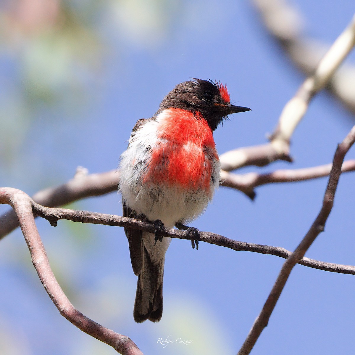 Red-capped Robin - ML614087867