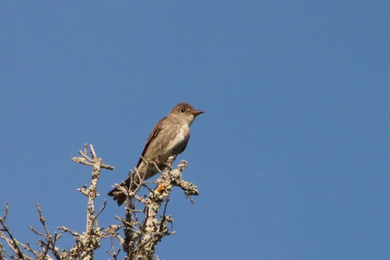 Olive-sided Flycatcher - Maureen Chambrone