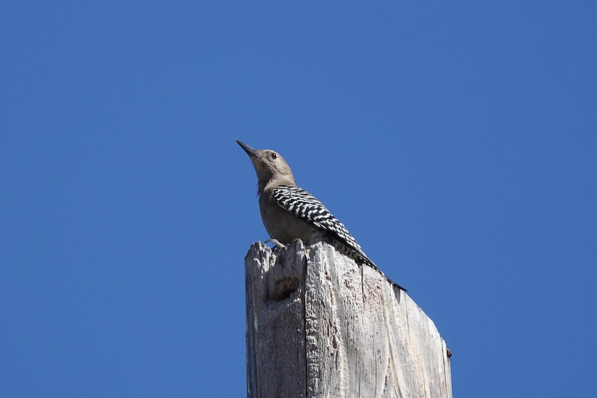 Gila Woodpecker - ML614088105